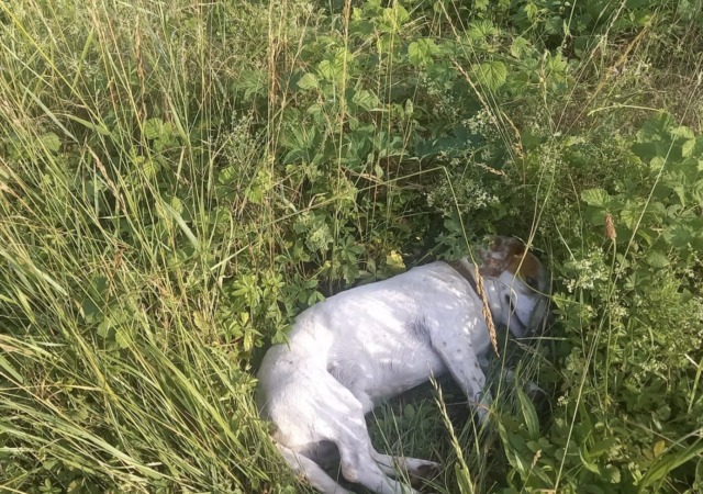 Sabbio Chiese: cagnolino investito e abbandonato in mezzo alla strada, salvato dalla Locale