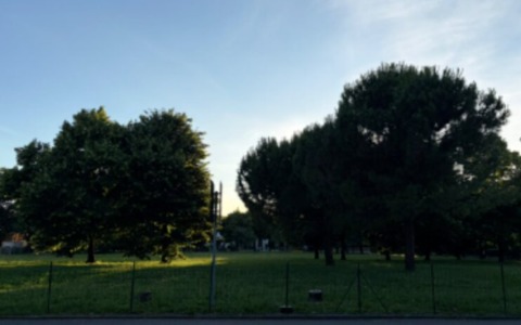 Trovato il tarlo asiatico del fusto sul territorio: via al piano straordinario di eradicazione