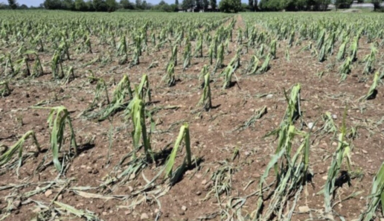 Allarme siccità nelle campagne bresciane, Coldiretti:”Necessario accelerare gli investimenti in invasi, infrastrutture irrigue e sistemi di accumulo”