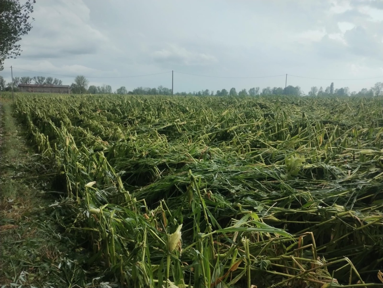 Grandine nel Bresciano: Coldiretti Brescia, danni fino al 90% al mais