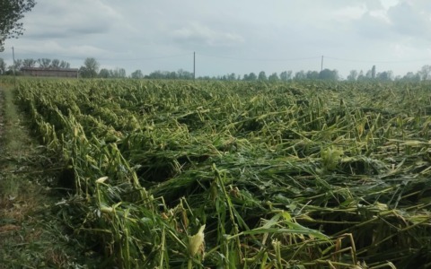 Grandine nel Bresciano: Coldiretti Brescia, danni fino al 90% al mais