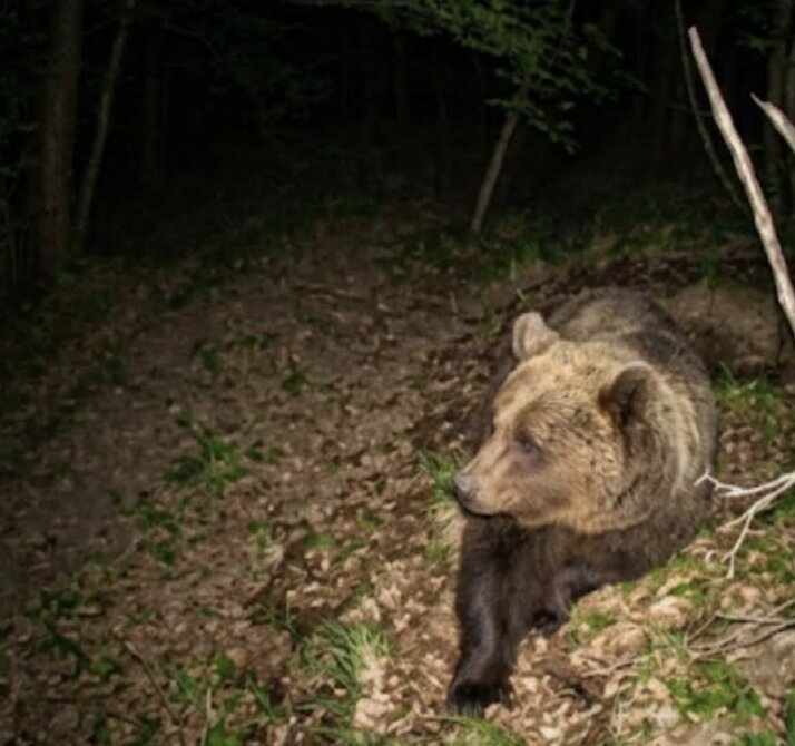 Orso nel Bresciano, 89 le segnalazioni ricevute lo scorso anno