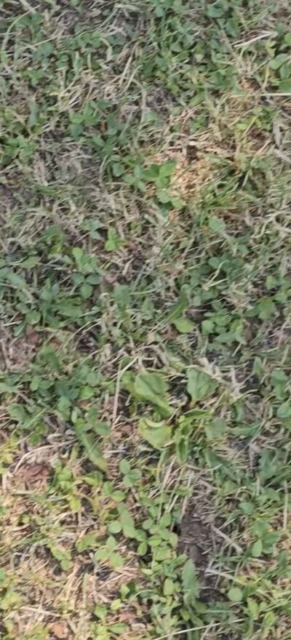 Parco infestato dalle vespe di terra, il concerto della Corale si sposta in Duomo