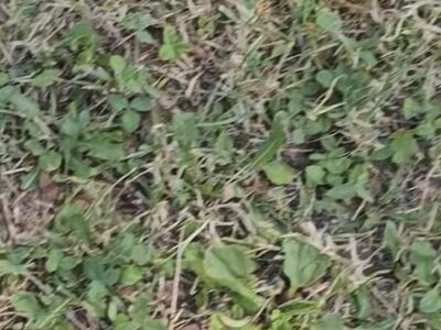 Parco infestato dalle vespe di terra, il concerto della Corale si sposta in Duomo