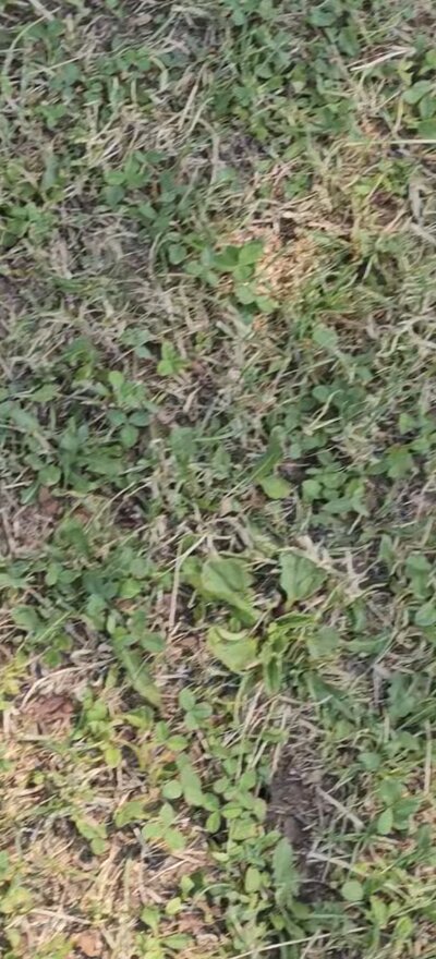 Parco infestato dalle vespe di terra, il concerto della Corale si sposta in Duomo