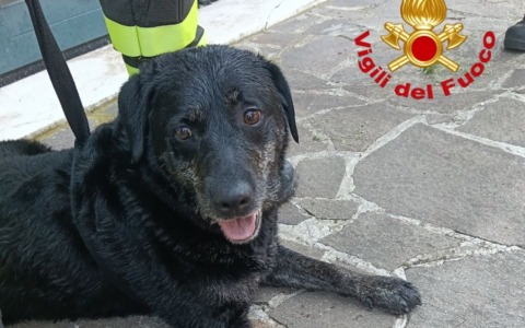 Prevalle: cane cade in un canale, recuperato dai Vigili del Fuoco