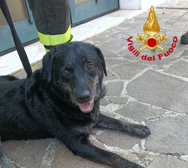 Prevalle: cane cade in un canale, recuperato dai Vigili del Fuoco