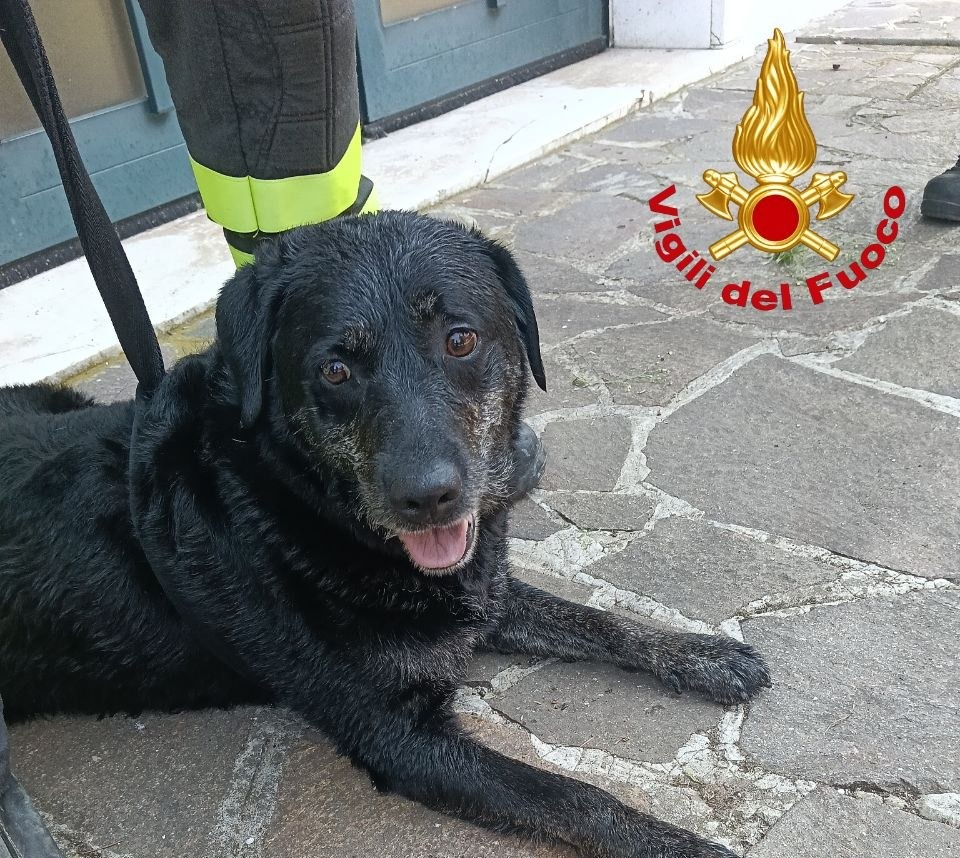 Prevalle: cane cade in un canale, recuperato dai Vigili del Fuoco