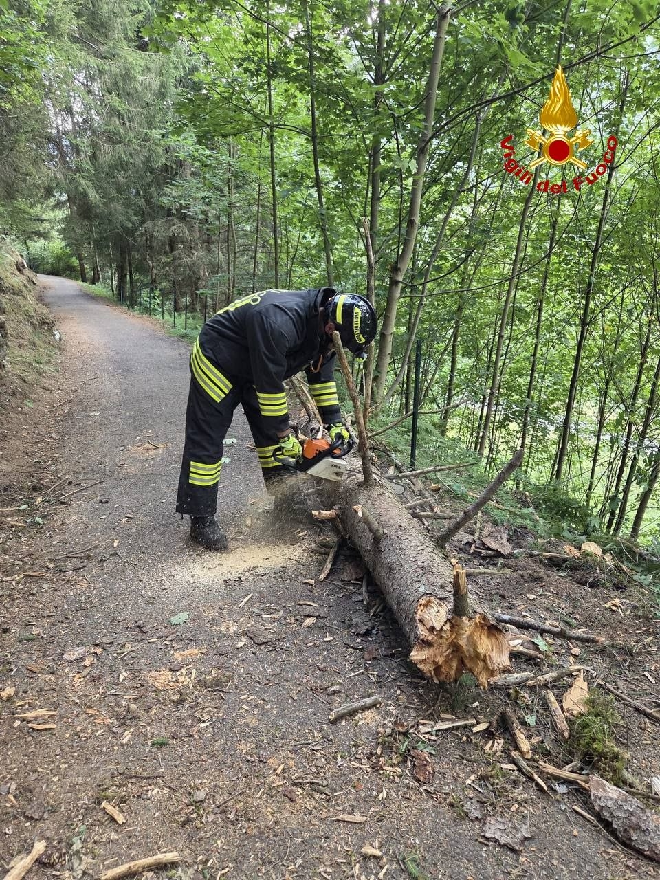 Albero caduto lungo la ciclabile: l’intervento dei Vigili del Fuoco