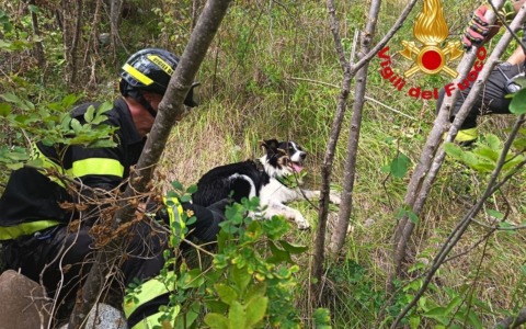 Border Collie precipita in un sentiero per 40 metri, il recupero