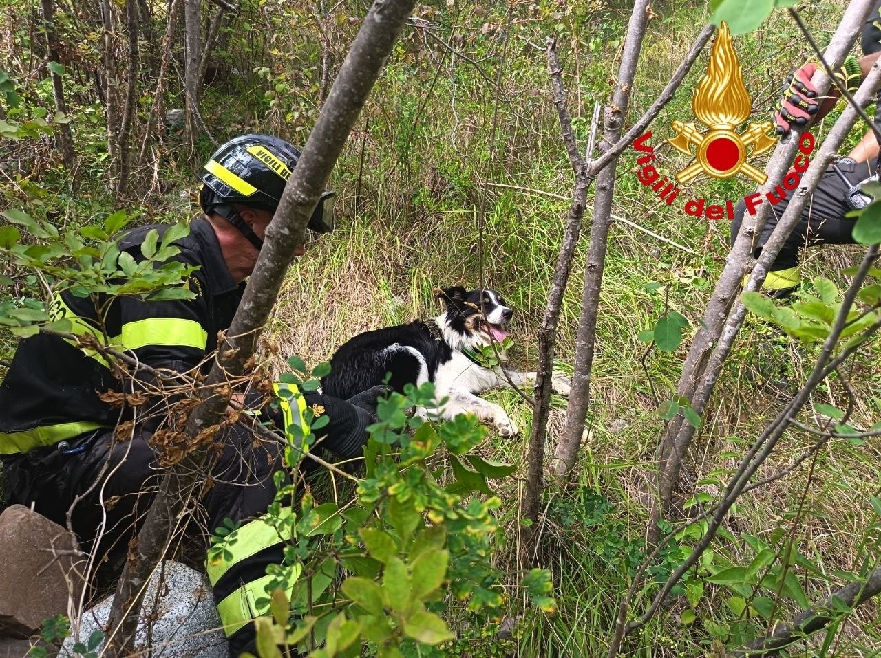 Border Collie precipita in un sentiero per 40 metri, il recupero