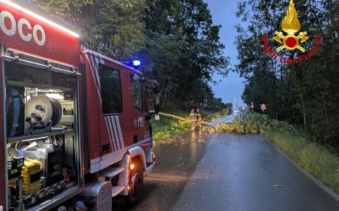 Pianta crolla sulla sede stradale a Edolo