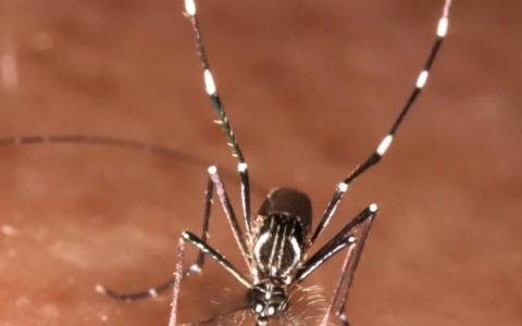 Virus Zika a Brescia, al via la disinfestazione