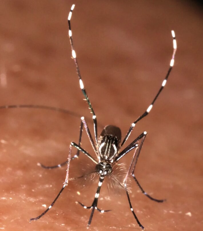 Virus Zika a Brescia, al via la disinfestazione