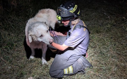 Alberi caduti, guasti e un cane ferito: notte di lavoro per i Vigili del fuoco di Edolo