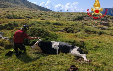 Incudine, bovino ferito sopra Malga Salina recuperato con l’elicottero