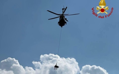 Toro ferito in montagna a Ceto: recuperato con l’elicottero dei Vigili del Fuoco