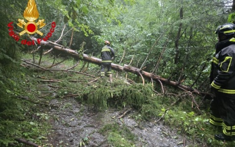Pianta caduta sulla strada per Monte Calvo: intervengono i Vigili del fuoco