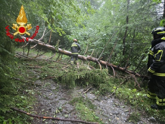 Pianta caduta sulla strada per Monte Calvo: intervengono i Vigili del fuoco
