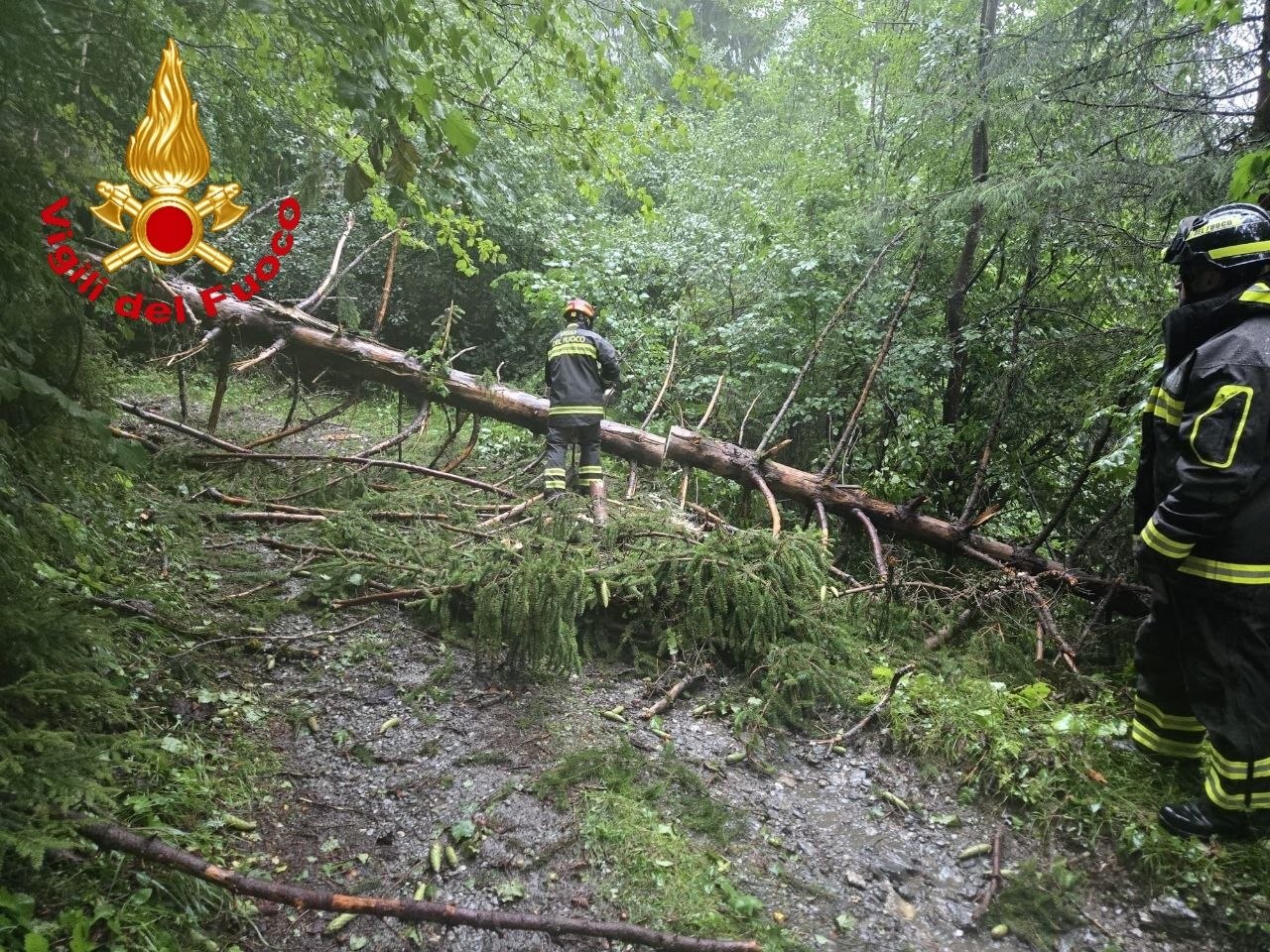 Pianta caduta sulla strada per Monte Calvo: intervengono i Vigili del fuoco