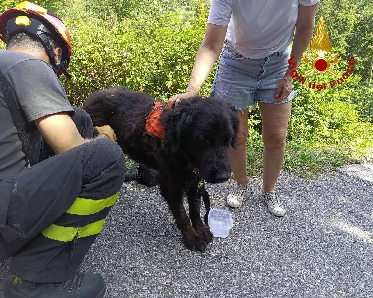 “Charly non si trova”: i Vigili del Fuoco recuperano il cane di un gruppo di turisti