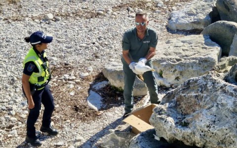 Gabbiano ferito, recuperato dalla Polizia Locale
