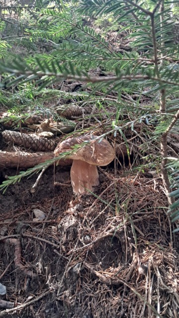 In Valle Camonica è caccia al fungo: al via la stagione dei porcini