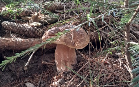 In Valle Camonica è caccia al fungo: al via la stagione dei porcini