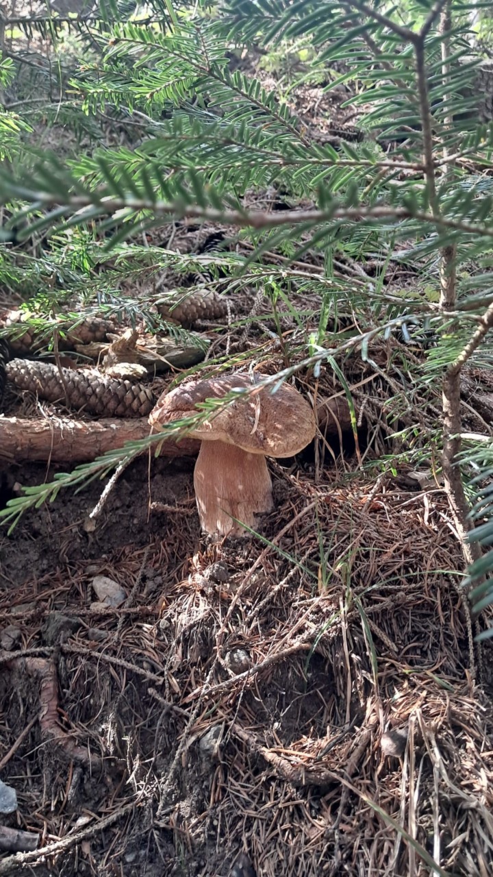 In Valle Camonica è caccia al fungo: al via la stagione dei porcini