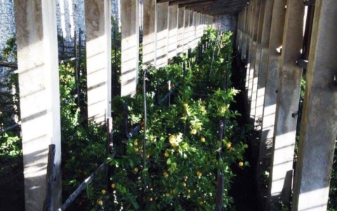 Limonaia Pra dela Fam chiusa dopo i danni causati dal maltempo
