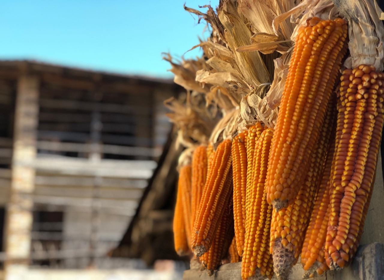 A Gandino sono i Giorni del Melgotto: tra capù, baghèt e folklore, si gusta un’eccellenza antica