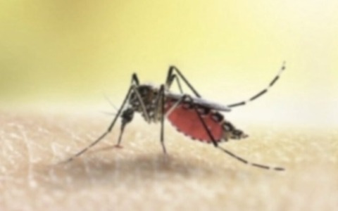 Virus Dengue: due possibili casi a Brescia, al via la disinfestazione