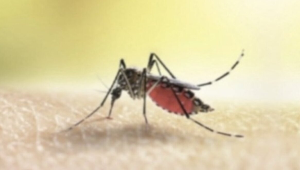 Virus Dengue: due possibili casi a Brescia, al via la disinfestazione