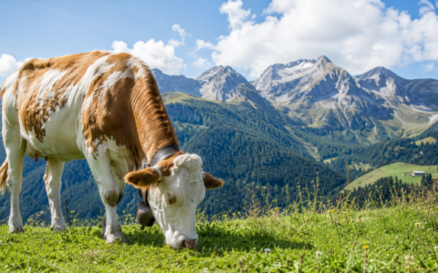 L’alimentazione dei bovini: l’importanza dei grassi per l’equilibrio della razione