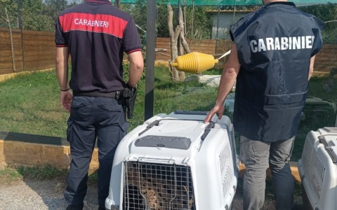 Gattopardi africani in casa ad Adro: è scattata la confisca
