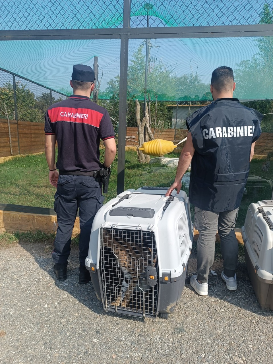 Gattopardi africani in casa ad Adro: è scattata la confisca